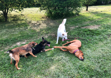 The Importance of Dog-to-Dog Play: Why Socializing Your Pup Matters