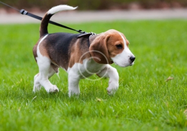 The Importance of Outdoor Play for Dogs: Why Fresh Air and Fun Matter