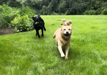 The Importance of Outdoor Play for Dogs: Why Fresh Air and Fun Matter