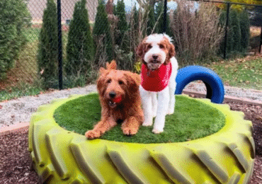 Why Choosing the Right Puppy Daycare Matters for Your Furry Friend