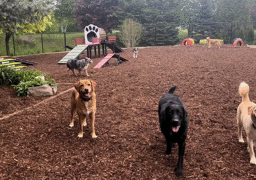 The Ultimate Guide to Choosing the Right Dog Boarding Facility