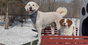 Dog Boarding Facility