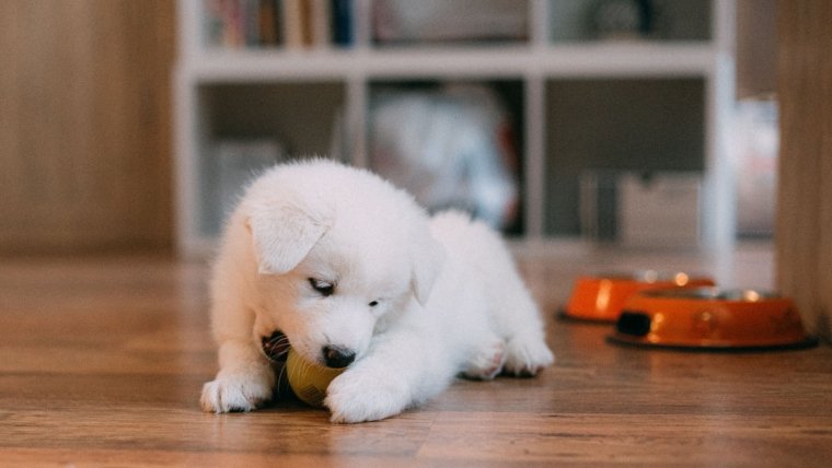 Puppy Daycare Benefits for Social and Active Puppies