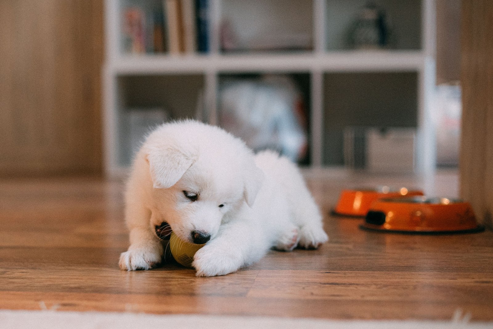 Puppy Daycare Benefits for Social and Active Puppies